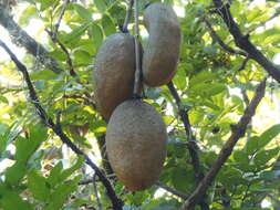 Image of sausage tree