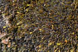 Image of grimmia dry rock moss