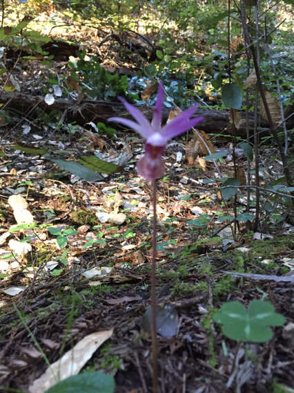 Image of fairy slipper