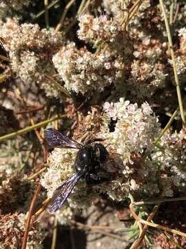 Image of Xylocopa californica diamesa Hurd 1954