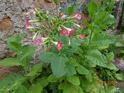 Image of cultivated tobacco