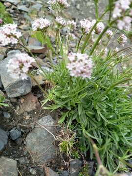 Image de Valeriana apula Pourr.