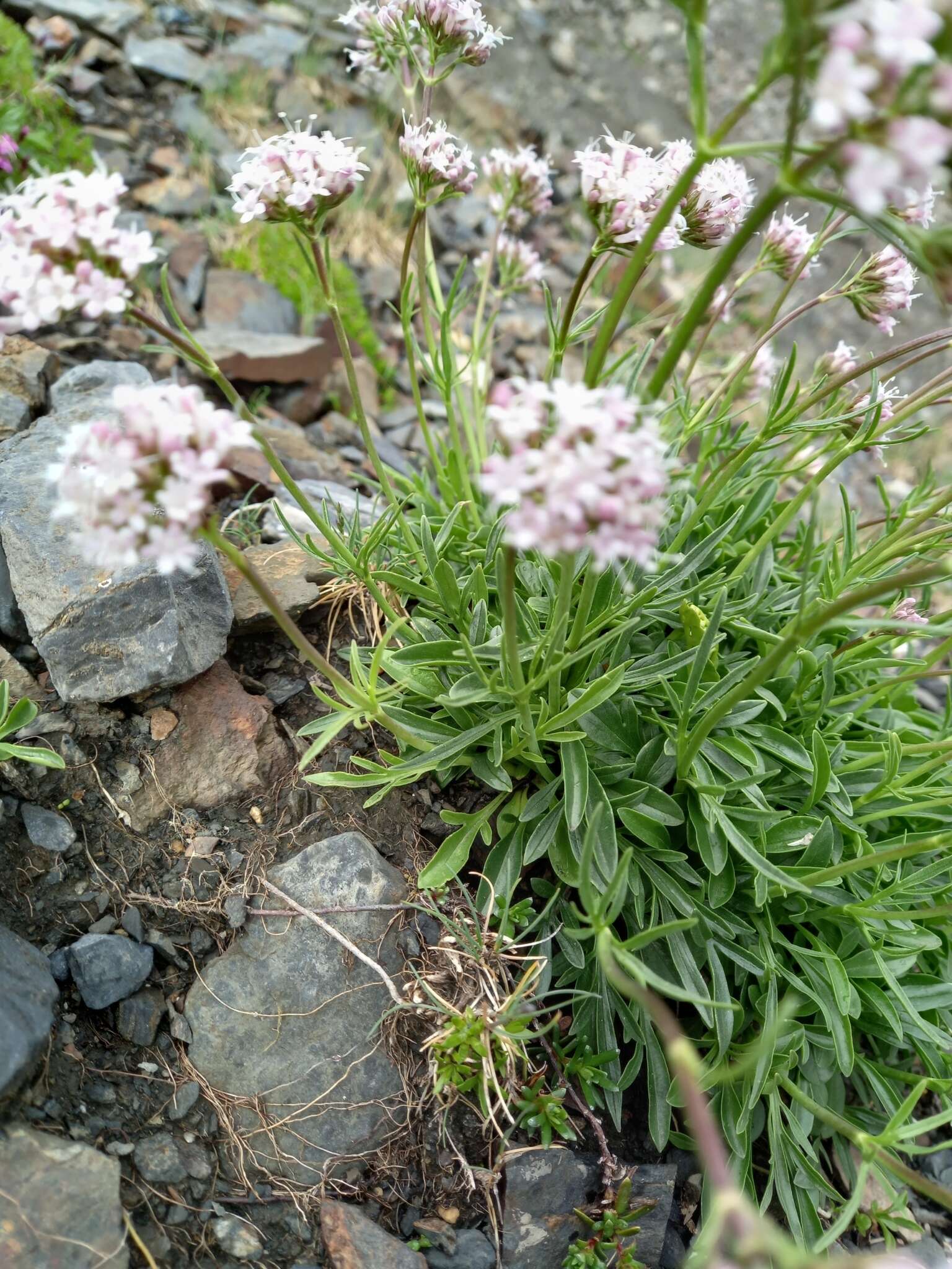 Image of Valeriana apula Pourr.