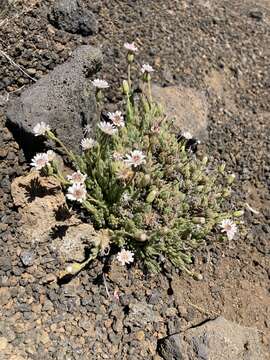 Imagem de Tetramolopium humile (A. Gray) Hillebr.