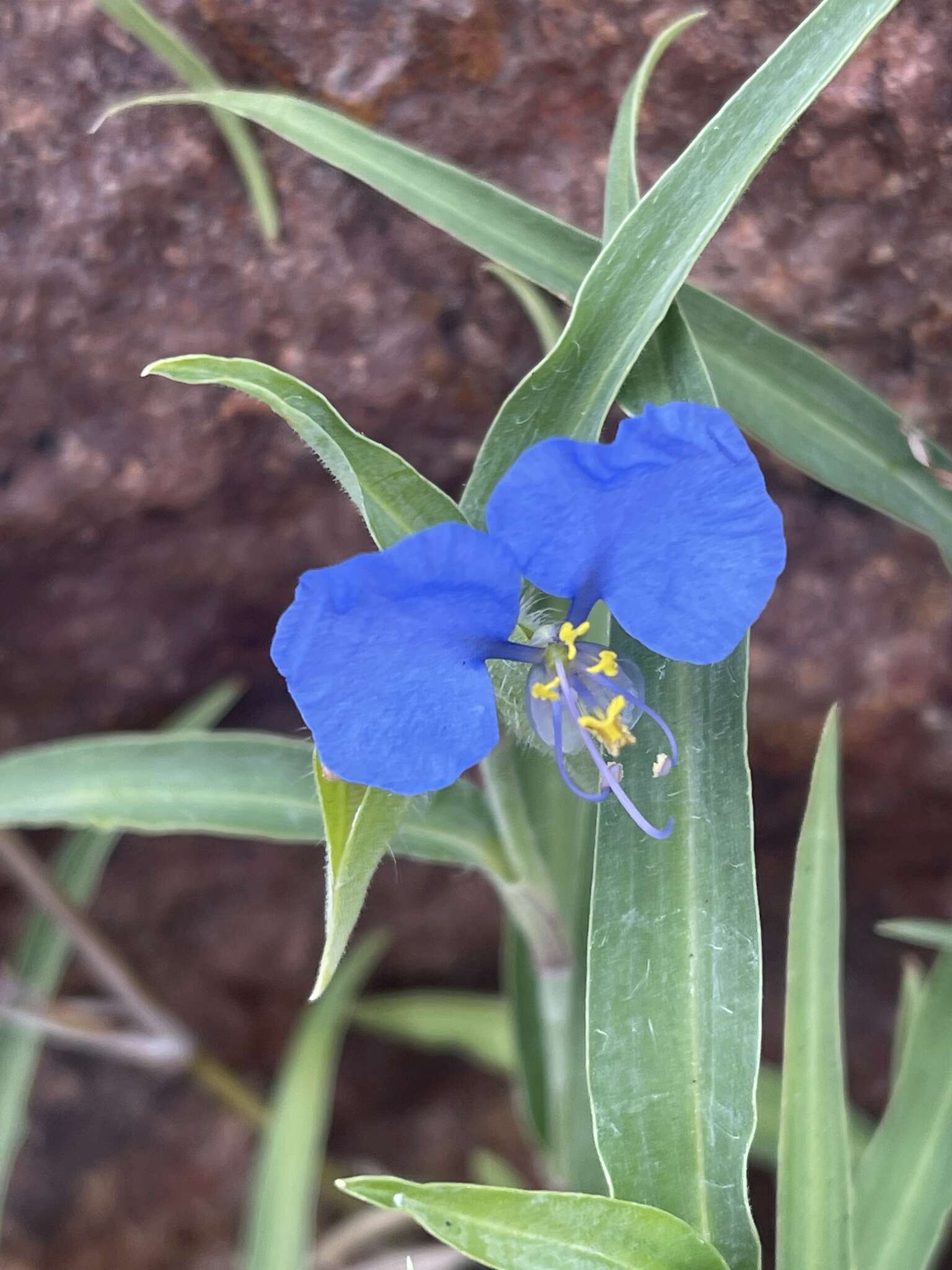 Слика од Commelina modesta Oberm.