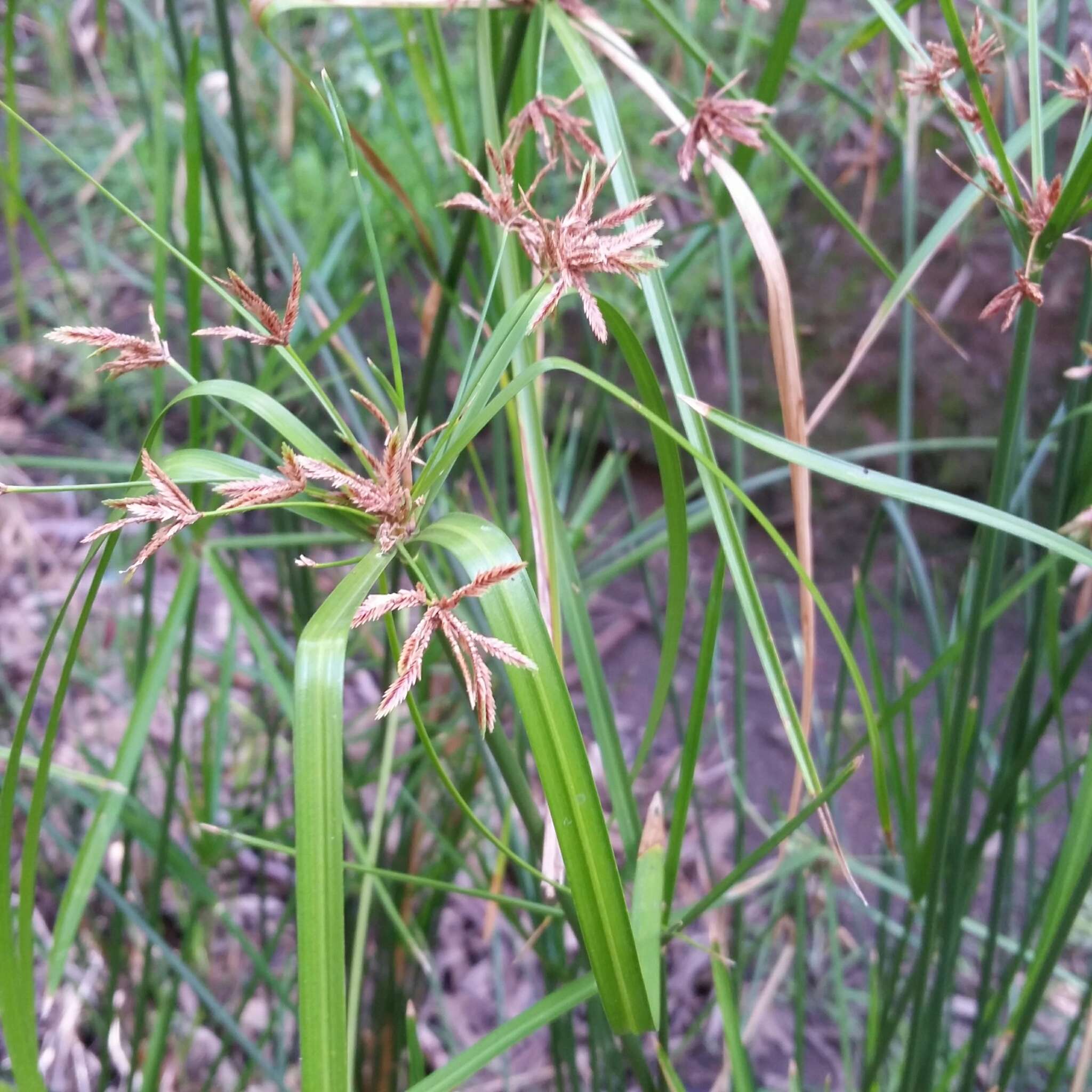 Imagem de Cyperus vaginatus R. Br.