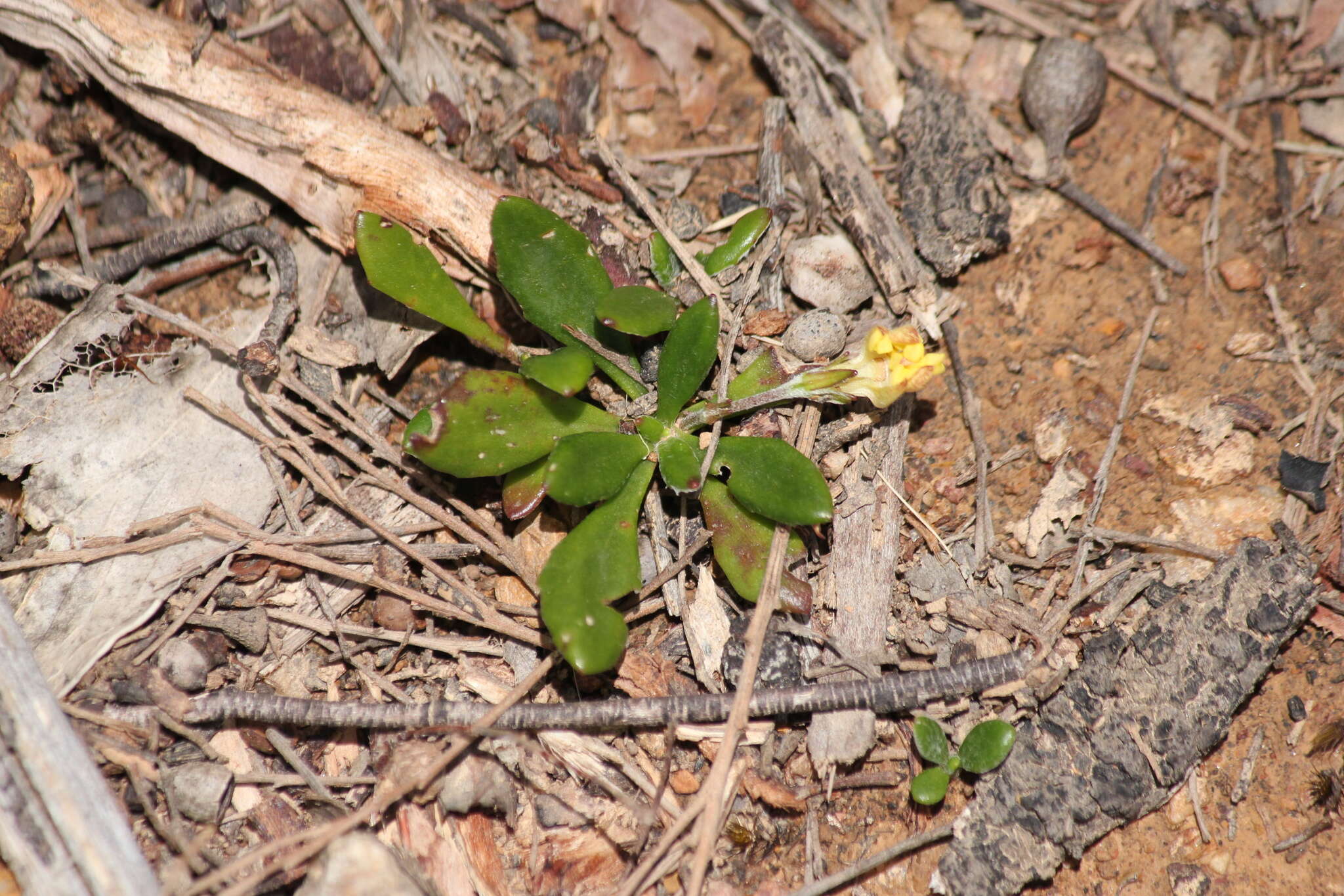 Image of Goodenia blackiana R. C. Carolin