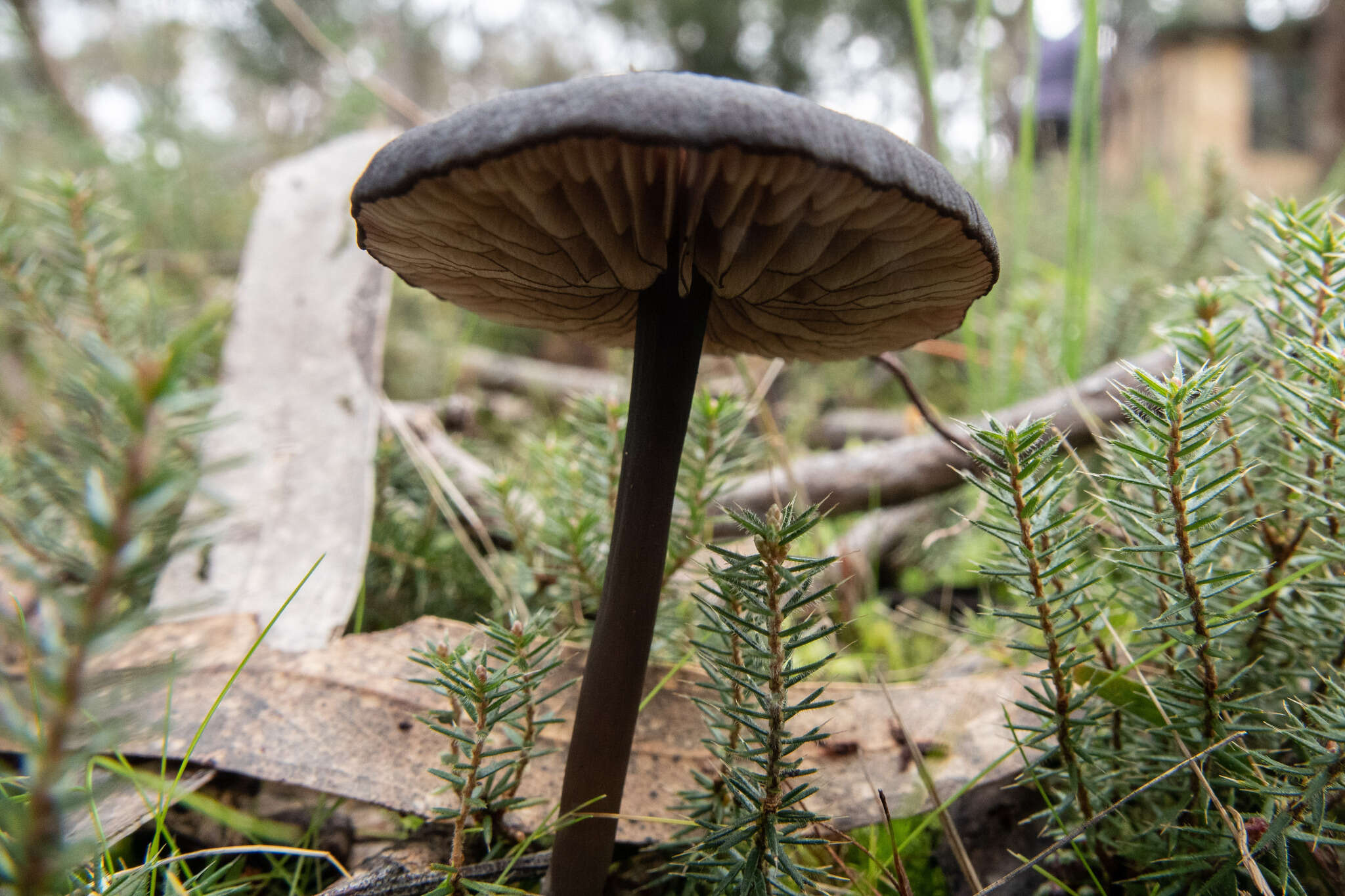 Image of Entoloma moongum Grgur. 1997