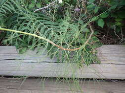 Image de Sonchus leptocephalus Cass.