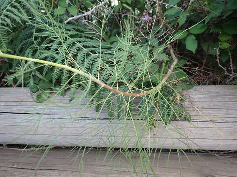 صورة Sonchus leptocephalus Cass.