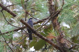 Image of Dwarf Jay