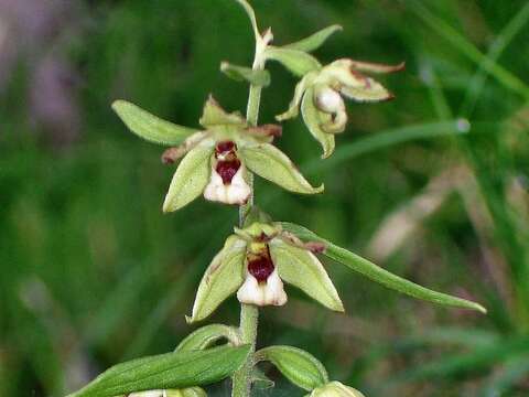 Image of Epipactis papillosa Franch. & Sav.