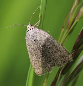 Image of Reddish Buff