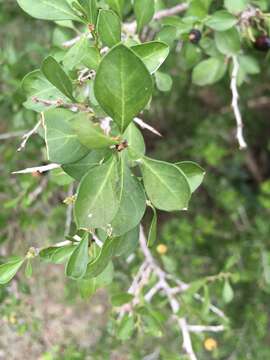 Image of Brazilian bluewood