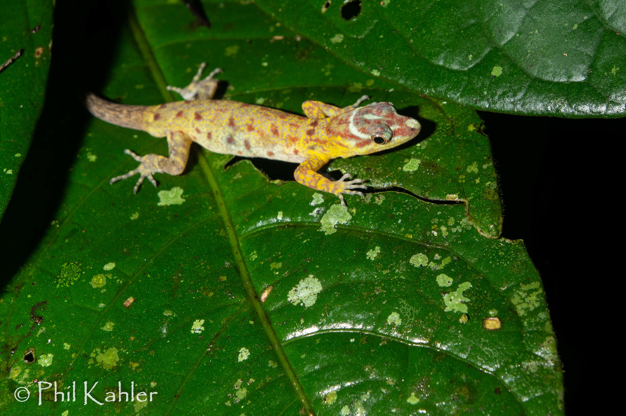 صورة Gonatodes humeralis (Guichenot 1855)