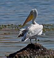 Image of Dalmatian Pelican