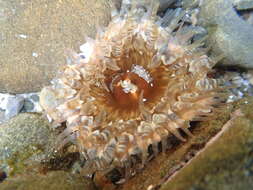 Image of Sand anemone