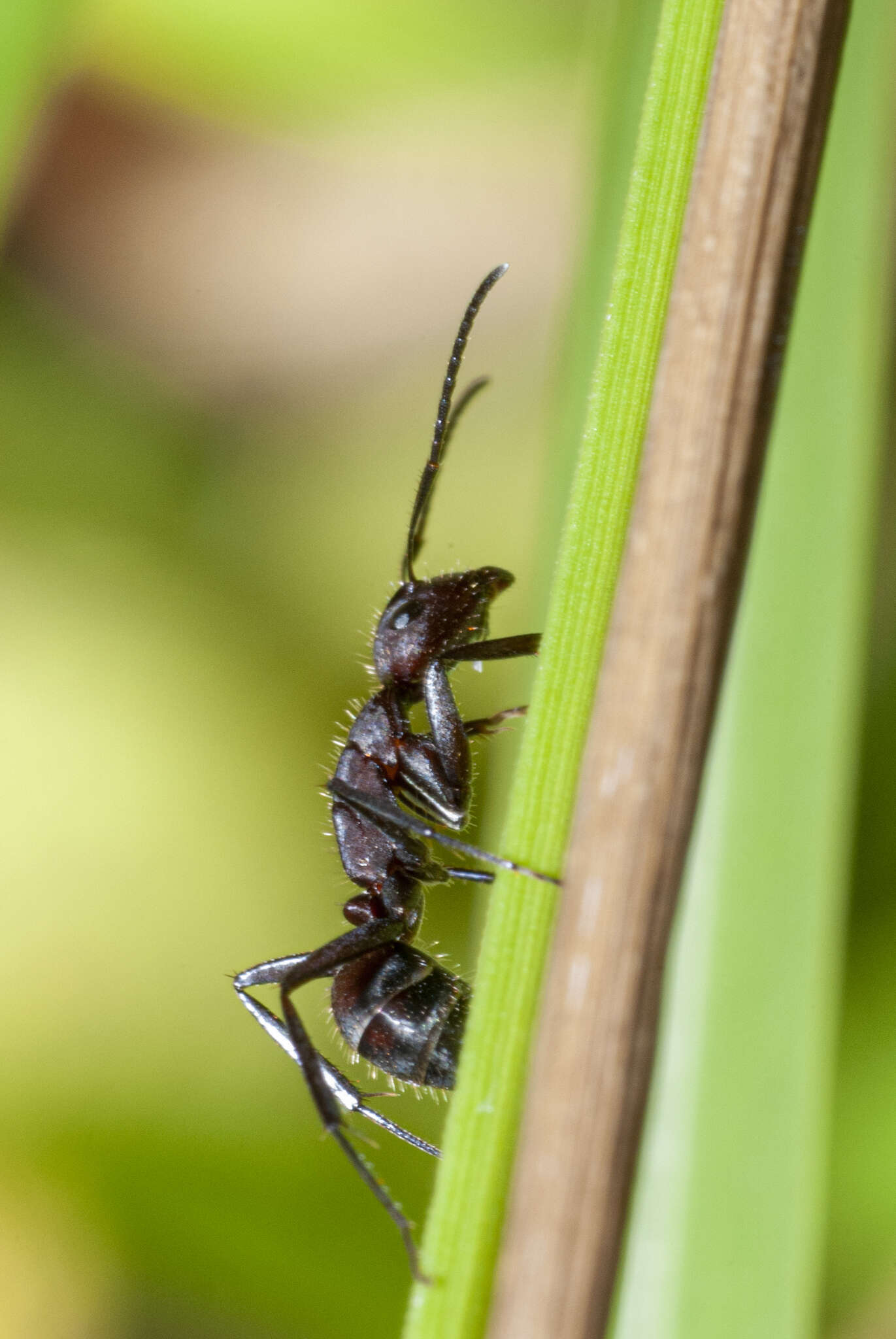 Plancia ëd Camponotus leydigi Forel 1886