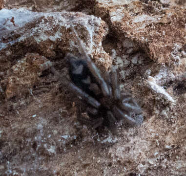 Image of Eastern Parson Spider