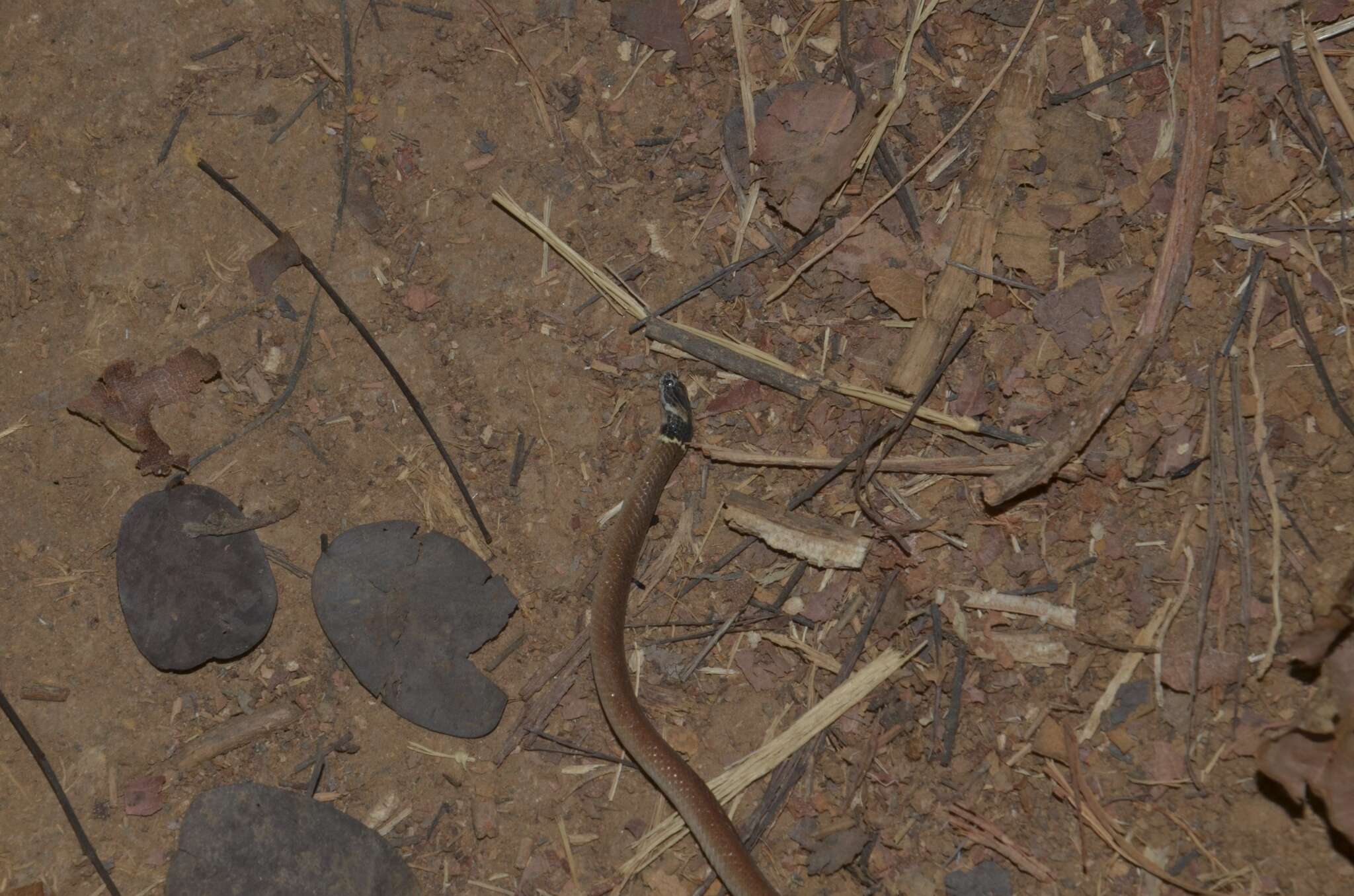 Image of Duméril's black-headed snake