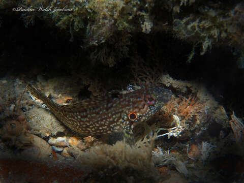 Image of Masquerader hairy blenny