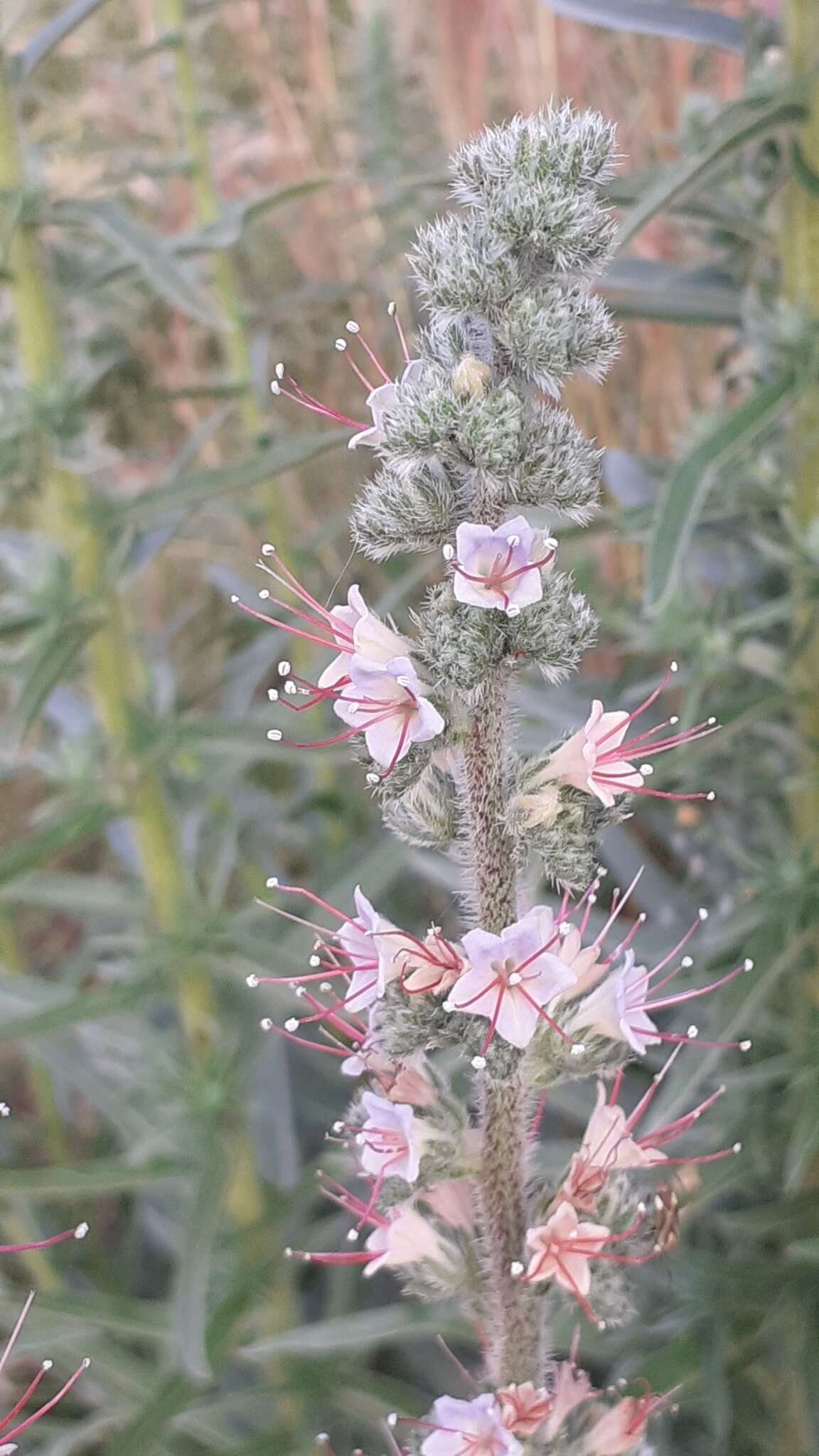 Echium glomeratum Poir.的圖片