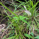 Image of Arisaema polyphyllum (Blanco) Merr.