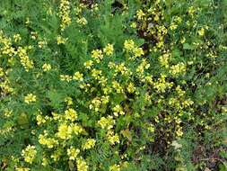 Image of white mustard