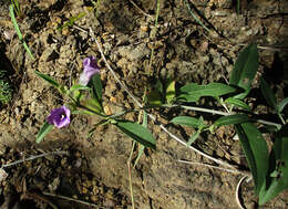 Image of Barleria lancifolia T. Anders.