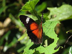 Cethosia cydippe Linnaeus 1763 resmi