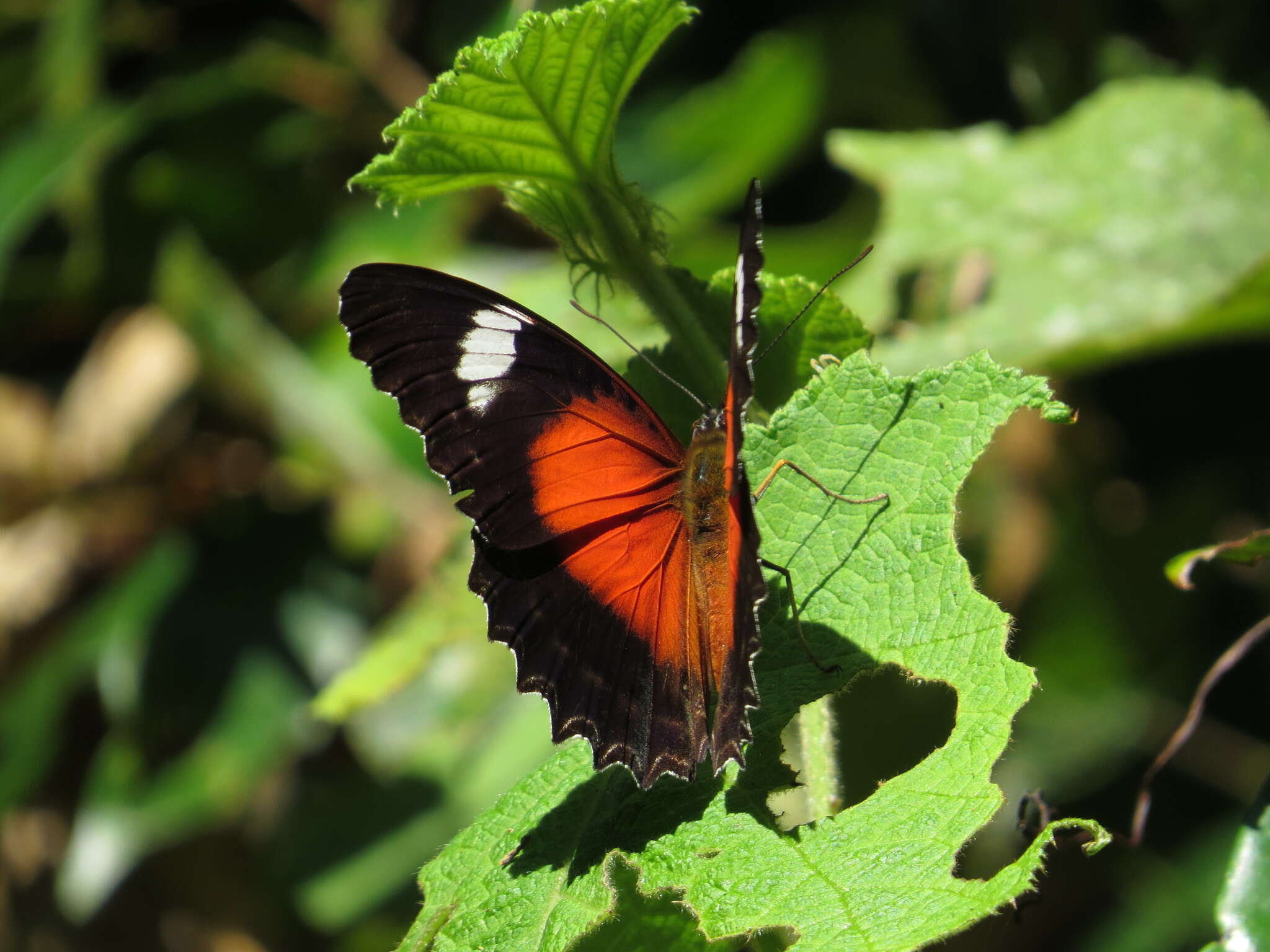 Image of Cethosia cydippe Linnaeus 1763