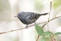 Image of Narrow-billed Antwren