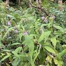 صورة Cirsium norikurense Nakai