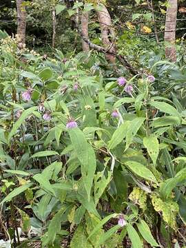 Cirsium norikurense Nakai的圖片