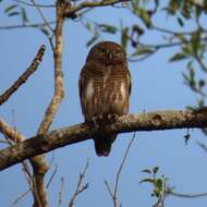 Image of Asian Barred Owlet