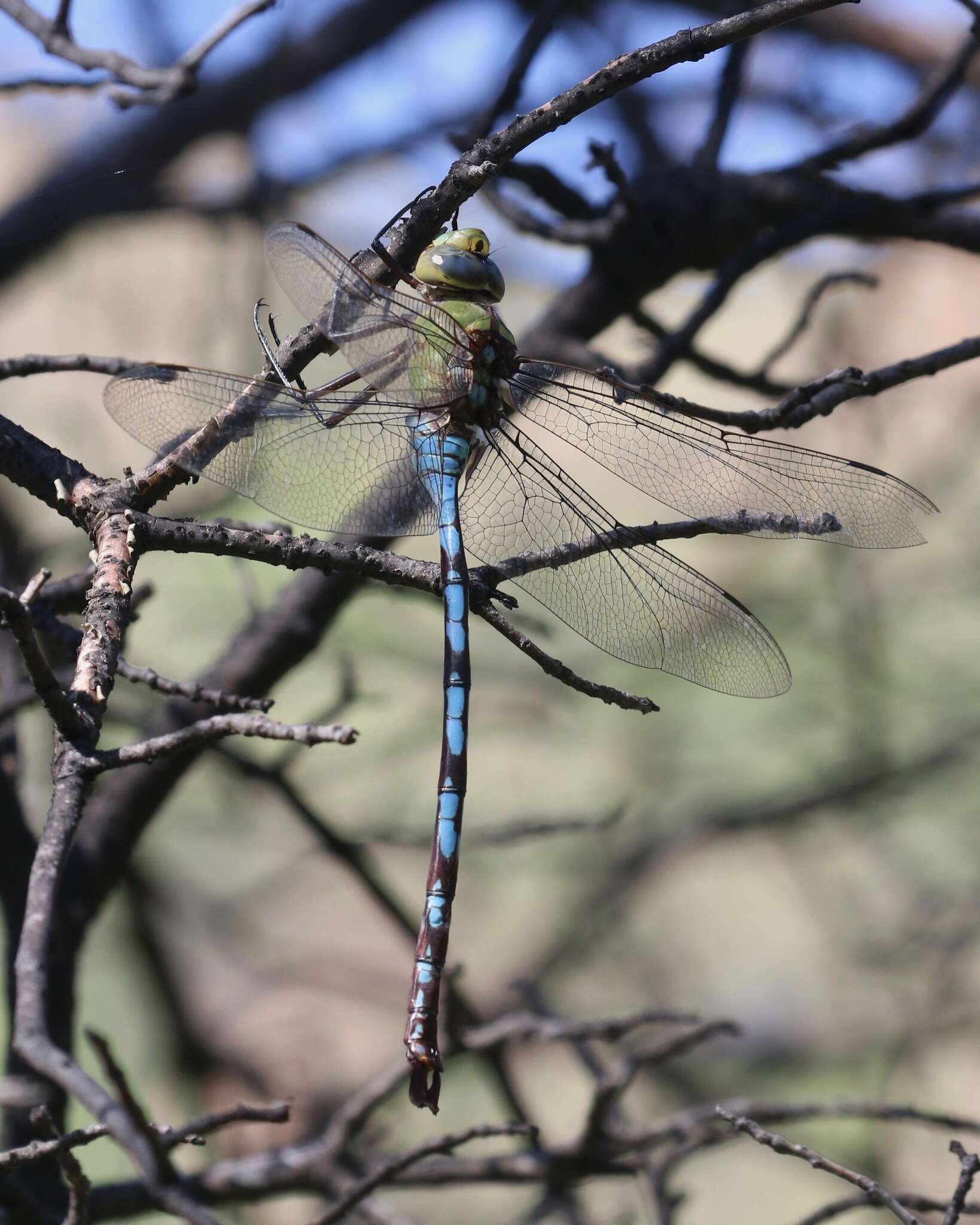 Image of Giant Darner