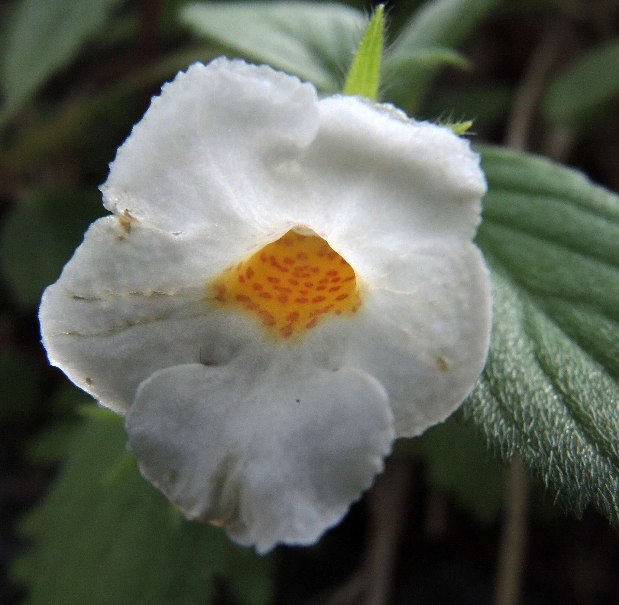 Image of Achimenes occidentalis C. V. Morton