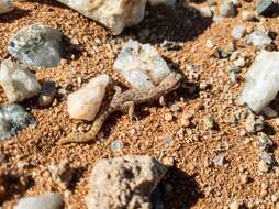 Image de Pachydactylus punctatus Peters 1854