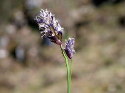 Imagem de Sesleria caerulea (L.) Ard.