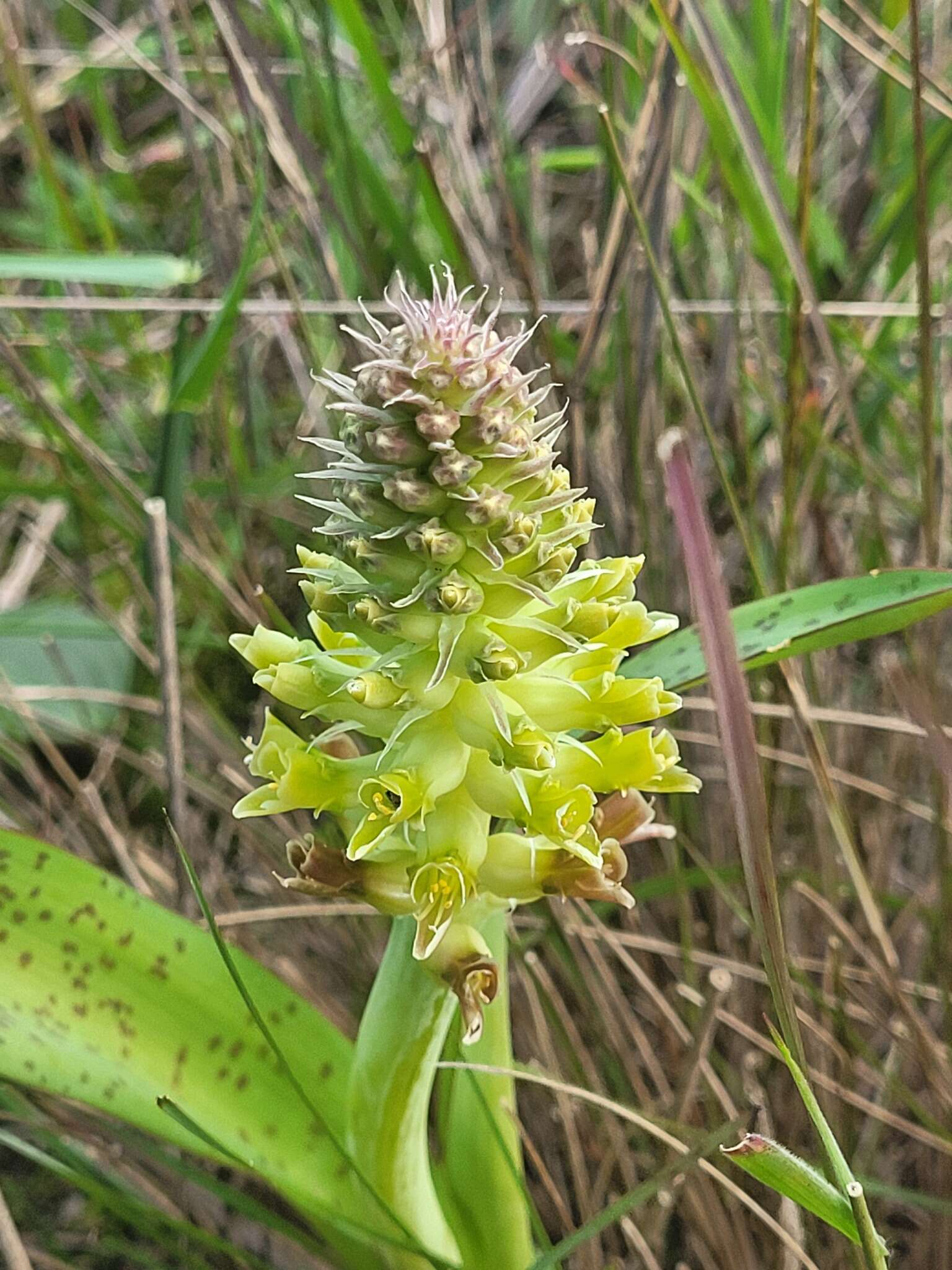 Image of Lachenalia orchioides (L.) Aiton