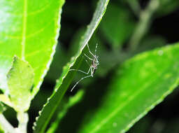 Image of Aedes notoscriptus (Skues 1889)