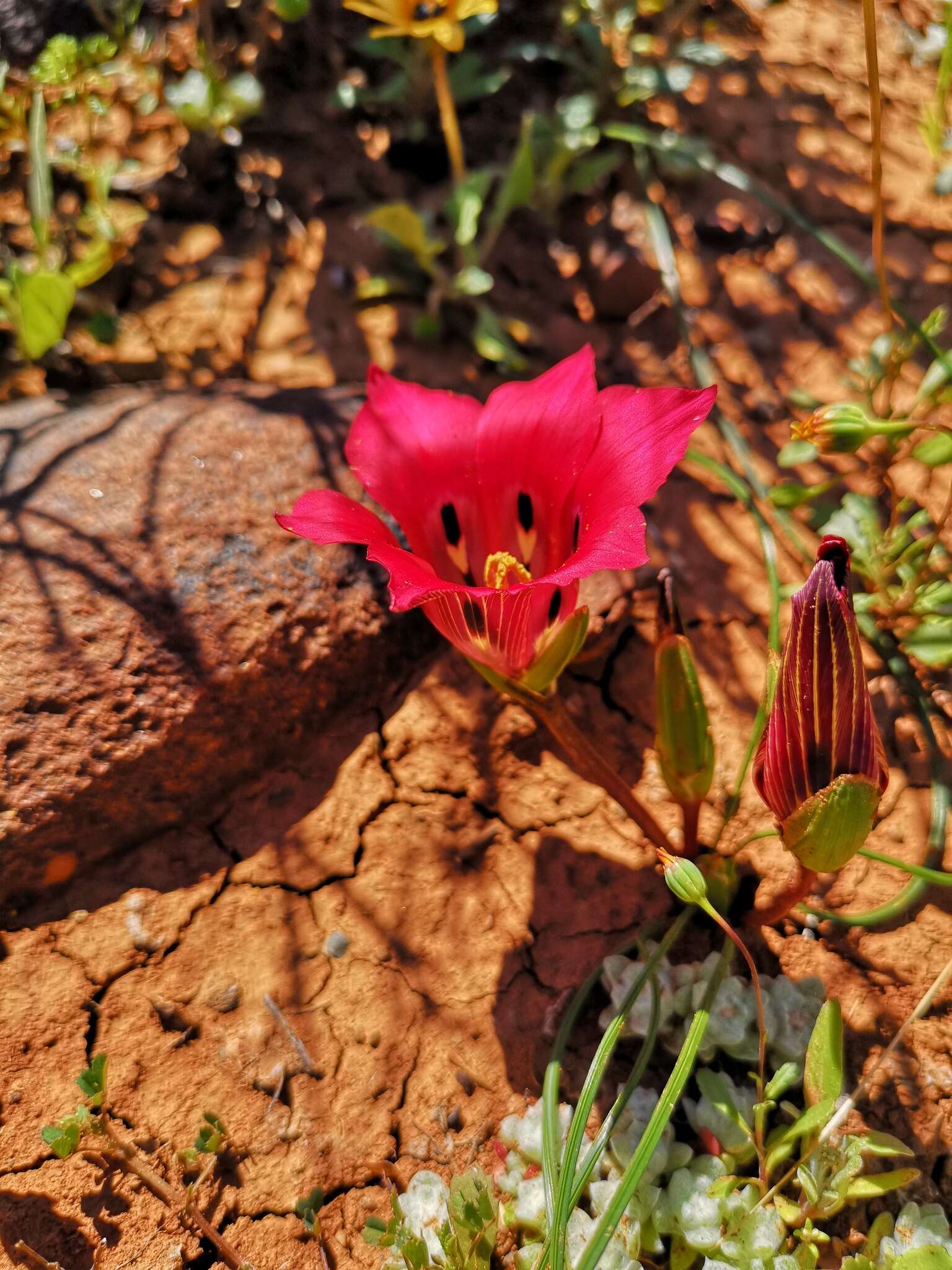 Image of Romulea monadelpha (Sweet ex Steud.) Baker