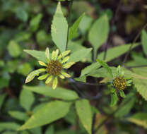 صورة Bidens vulgata E. L. Greene