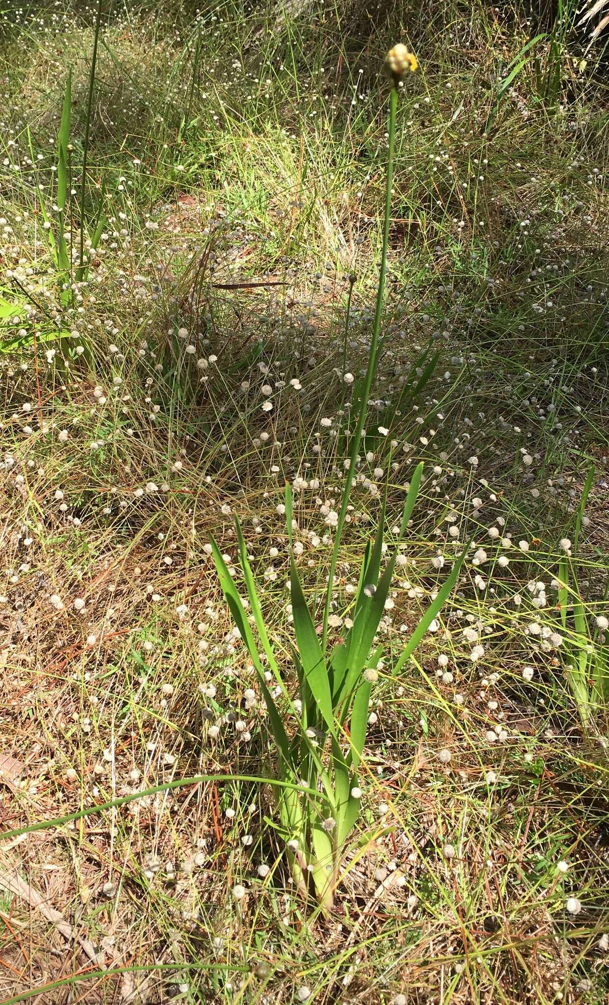 Слика од Xyris platylepis Chapm.