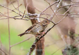 Image of Gray Bunting