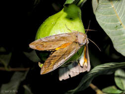 Image of Eudocima phalonia (Linnaeus 1763)