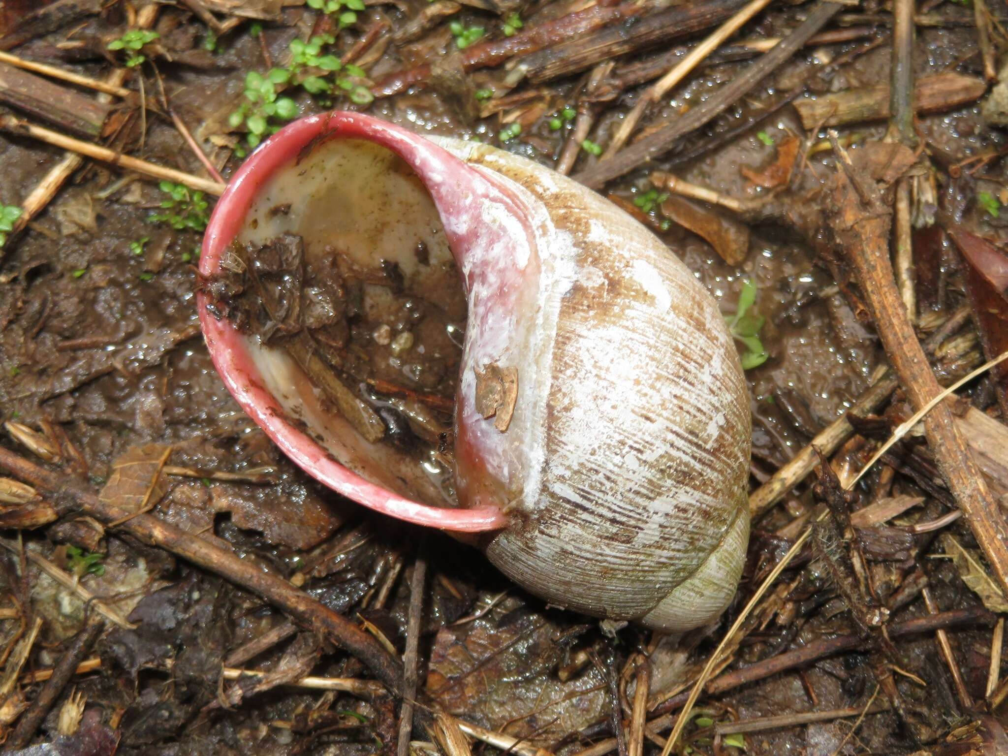 Image de Megalobulimus capillaceus (L. Pfeiffer 1855)