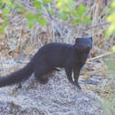 Image of Angolan Slender Mongoose