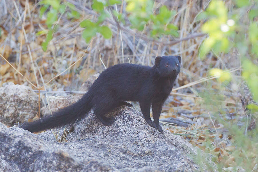 Image of Angolan Slender Mongoose