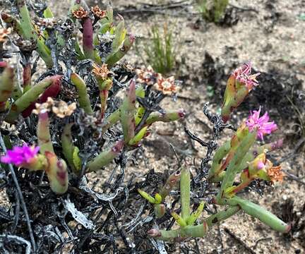 Ruschia tardissima L. Bol. resmi